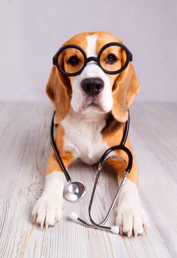 Pet Wellness Exams in Colorado Springs