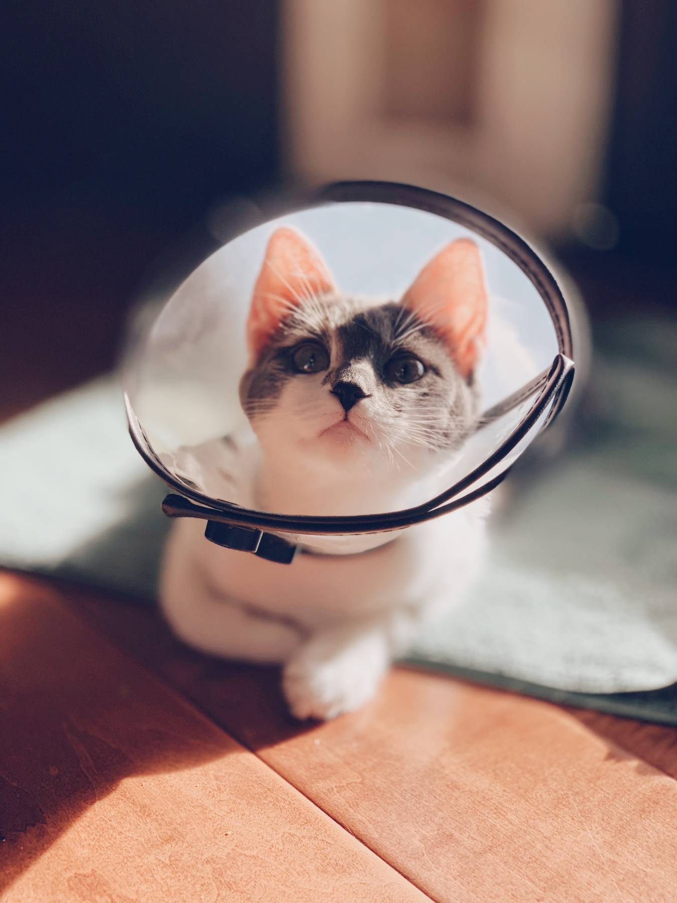 Spay and Neuter Benefits in Colorado Springs