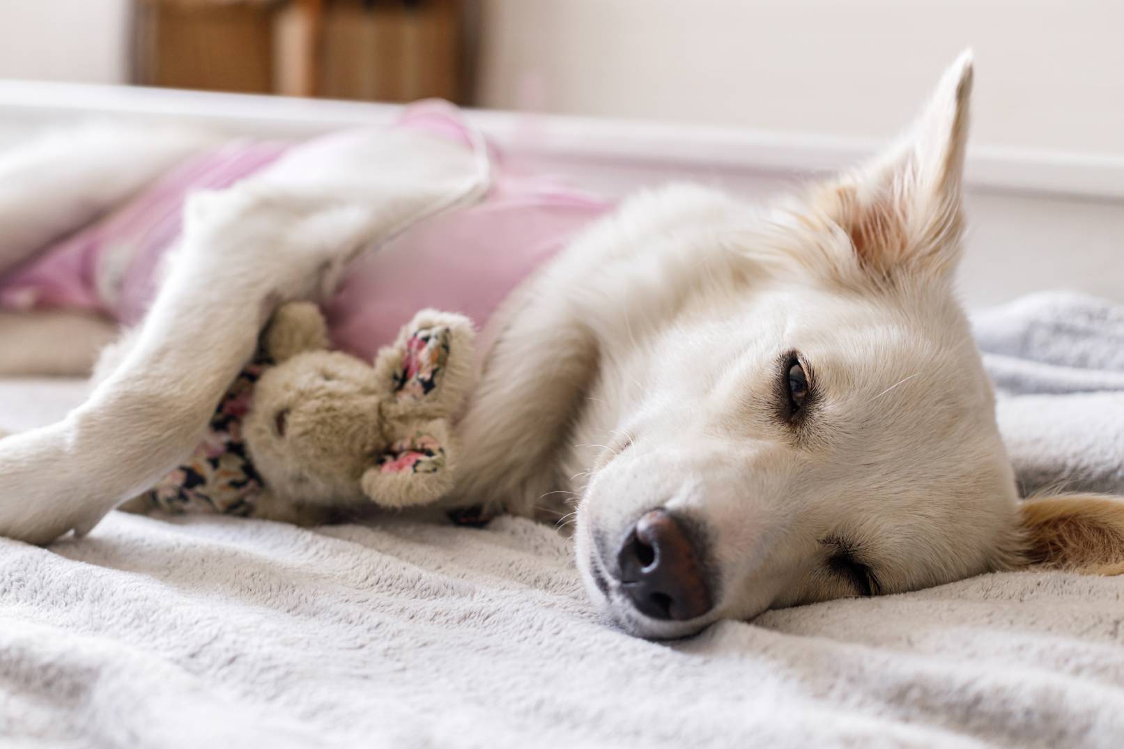 Post Operation Pet Care in Colorado Springs