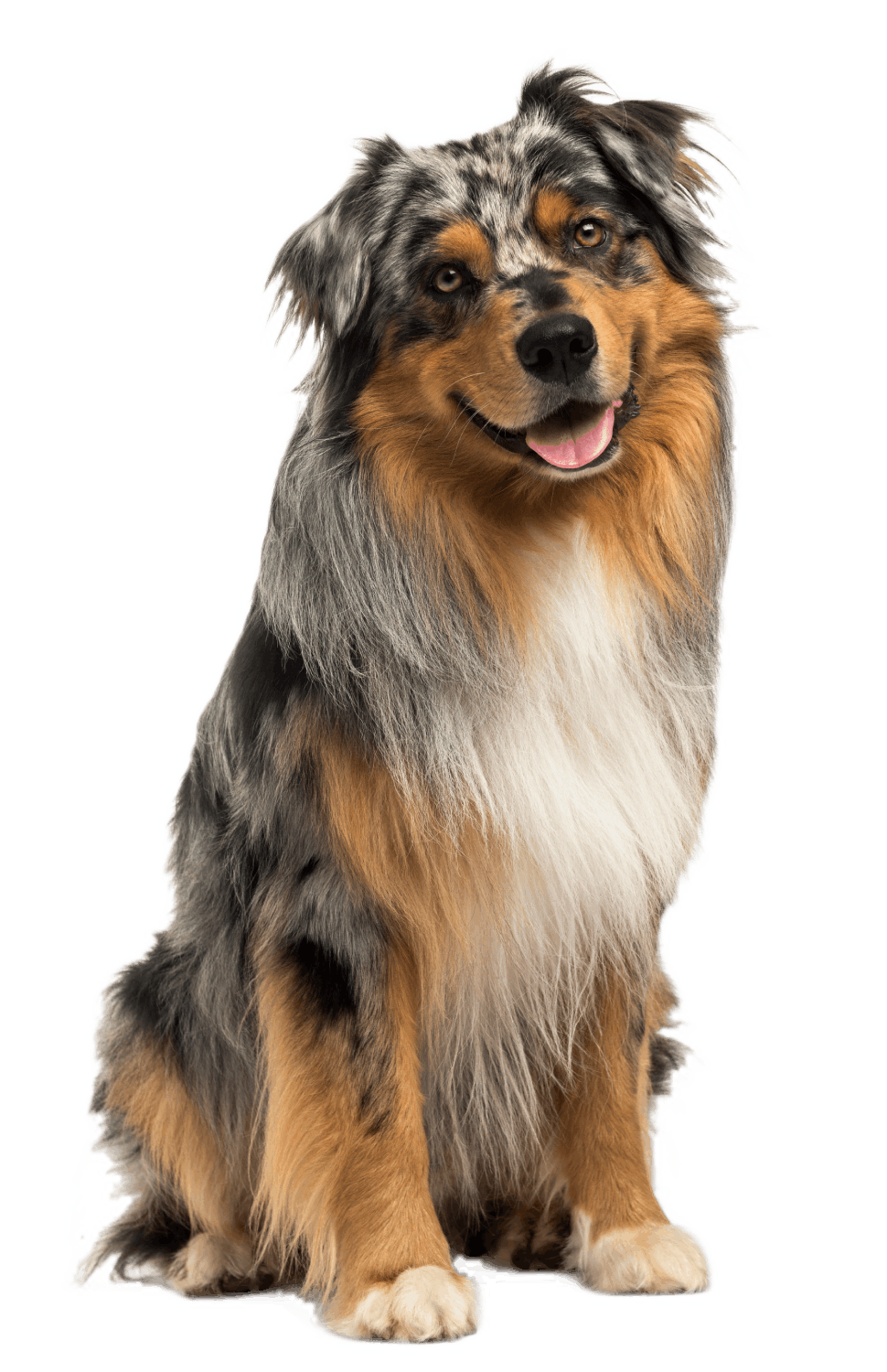 Pet Laser Therapy Conditions in Colorado Springs
