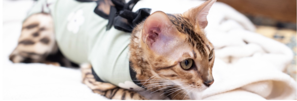Cat Spaying and Neuter in Colorado Springs