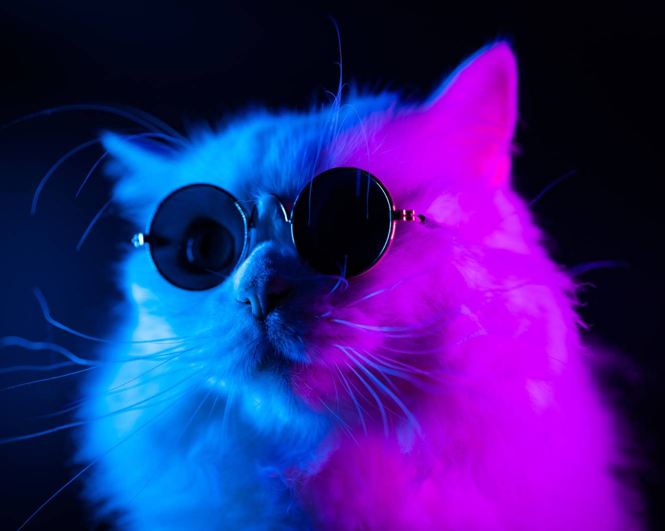 Pet Laser Therapy in Colorado Springs