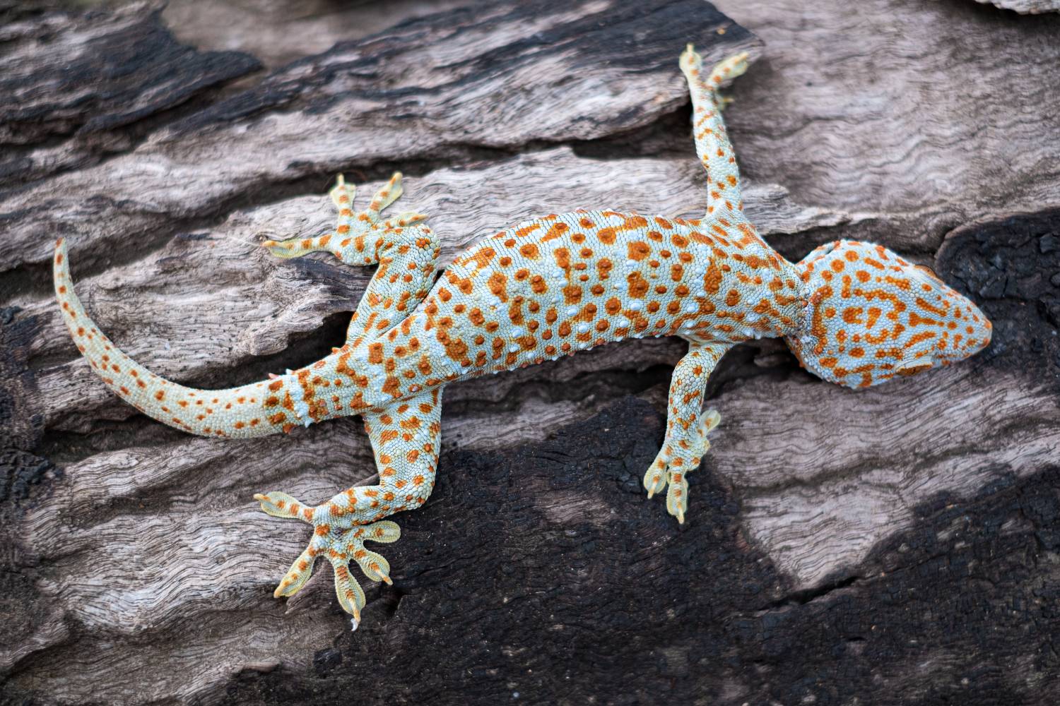 Exotic Pet Care in Colorado Springs, CO 