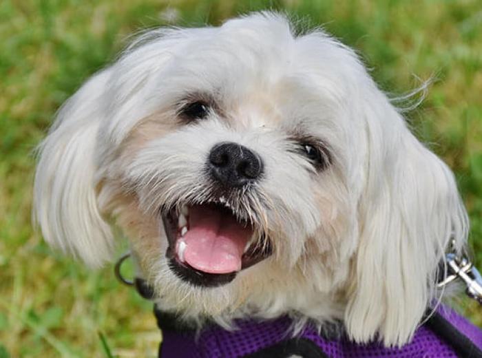Prevention and Care for Dog Bite Injuries