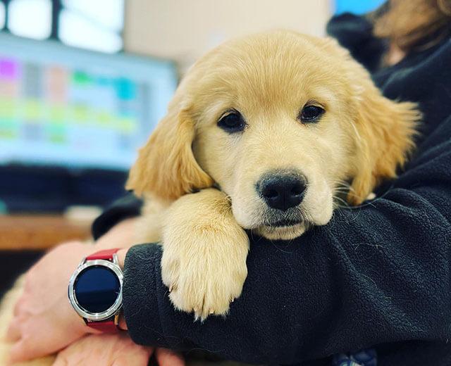 Dog Care